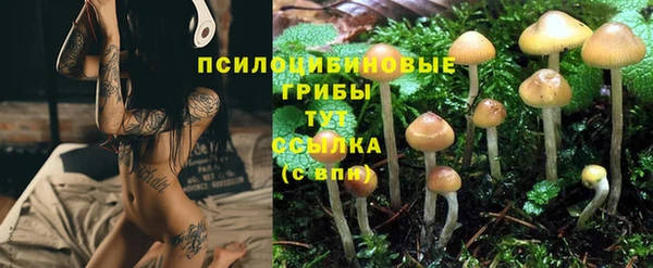 ГАЛЛЮЦИНОГЕННЫЕ ГРИБЫ Аркадак